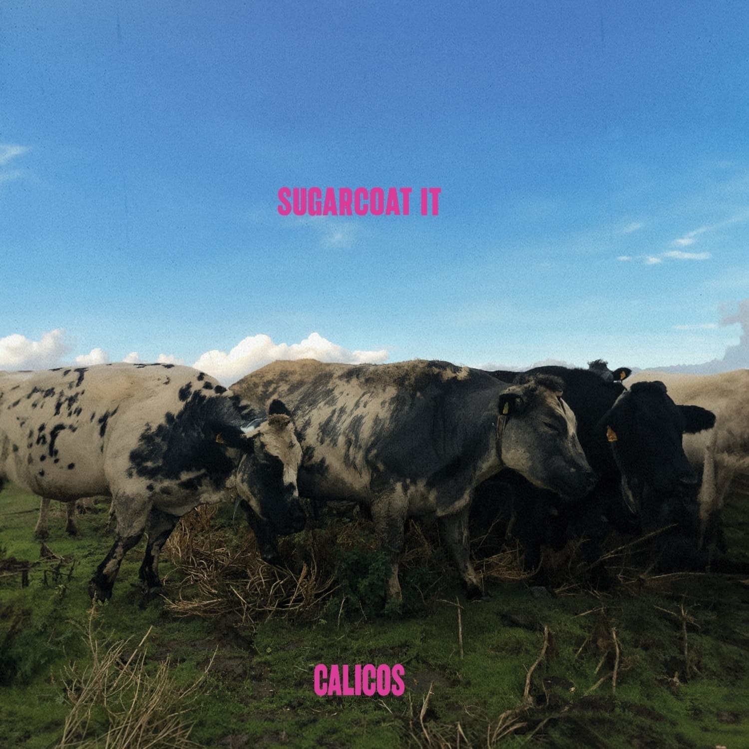Calicos - SUGARCOAT IT 
