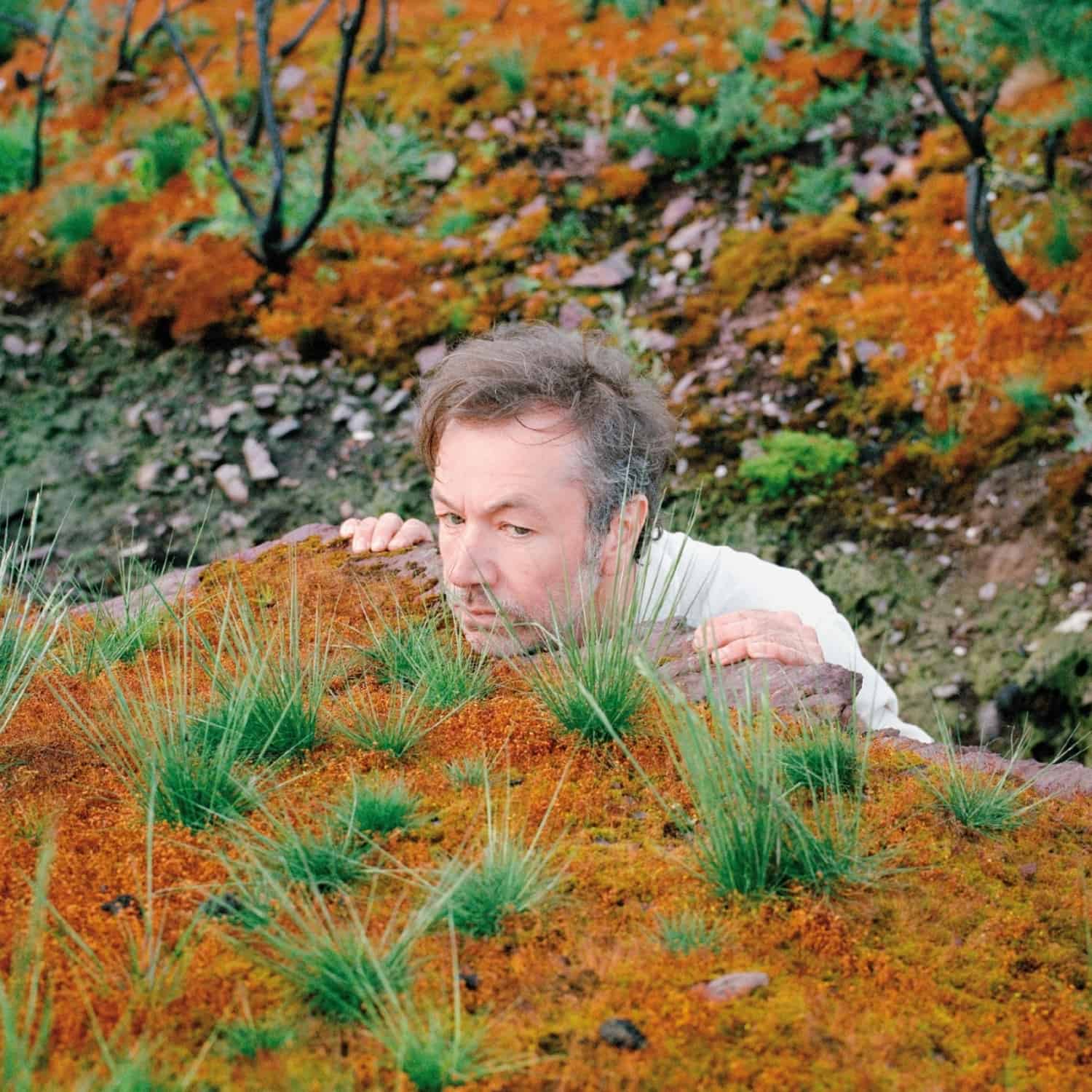 Fabiola - THE MUSHROOM TYPE