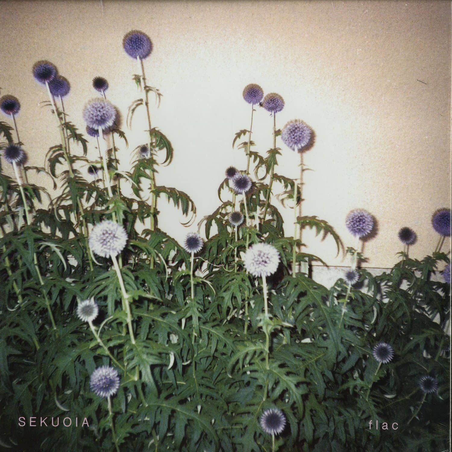 Sekuoia - FLAC