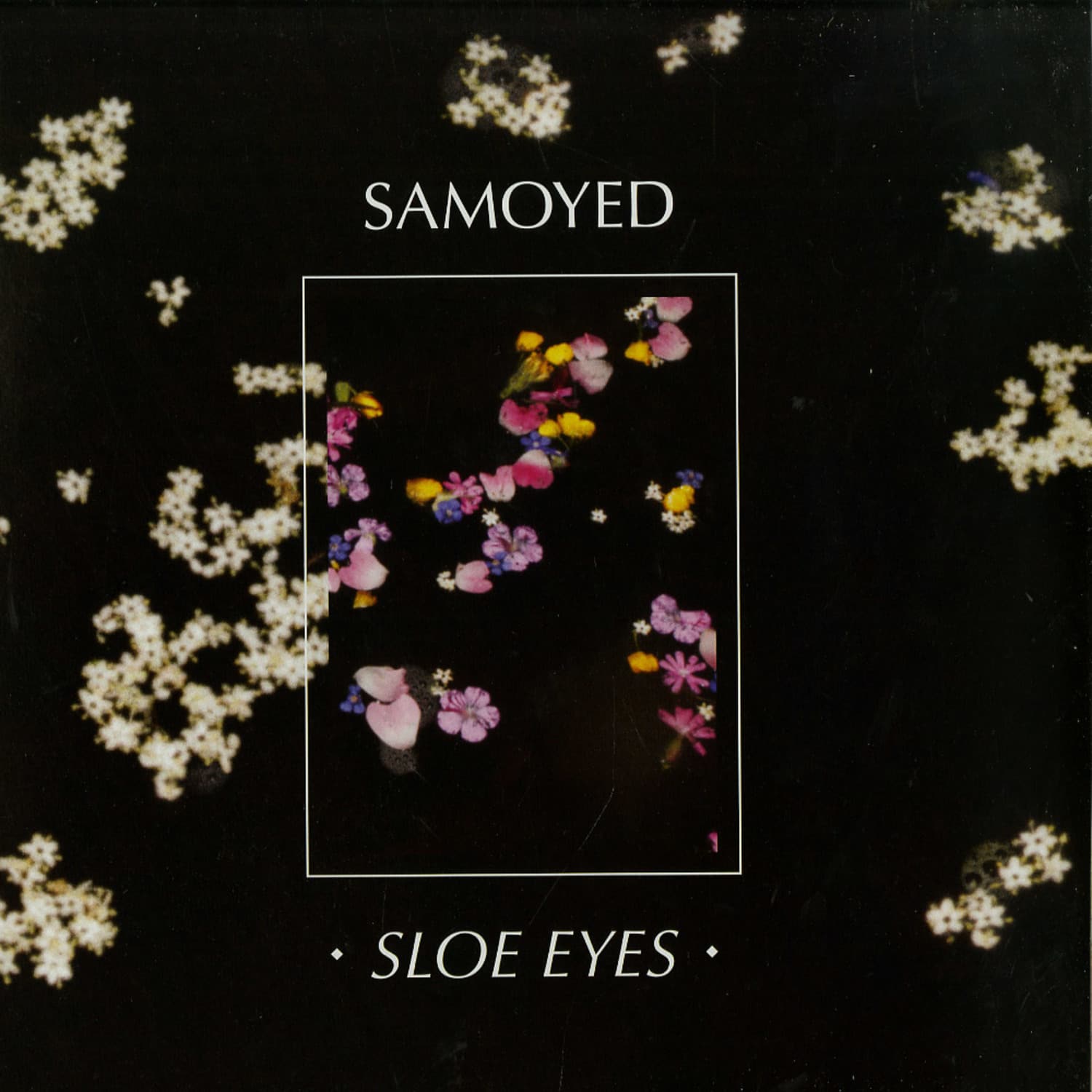 Samoyed - SLOE EYES