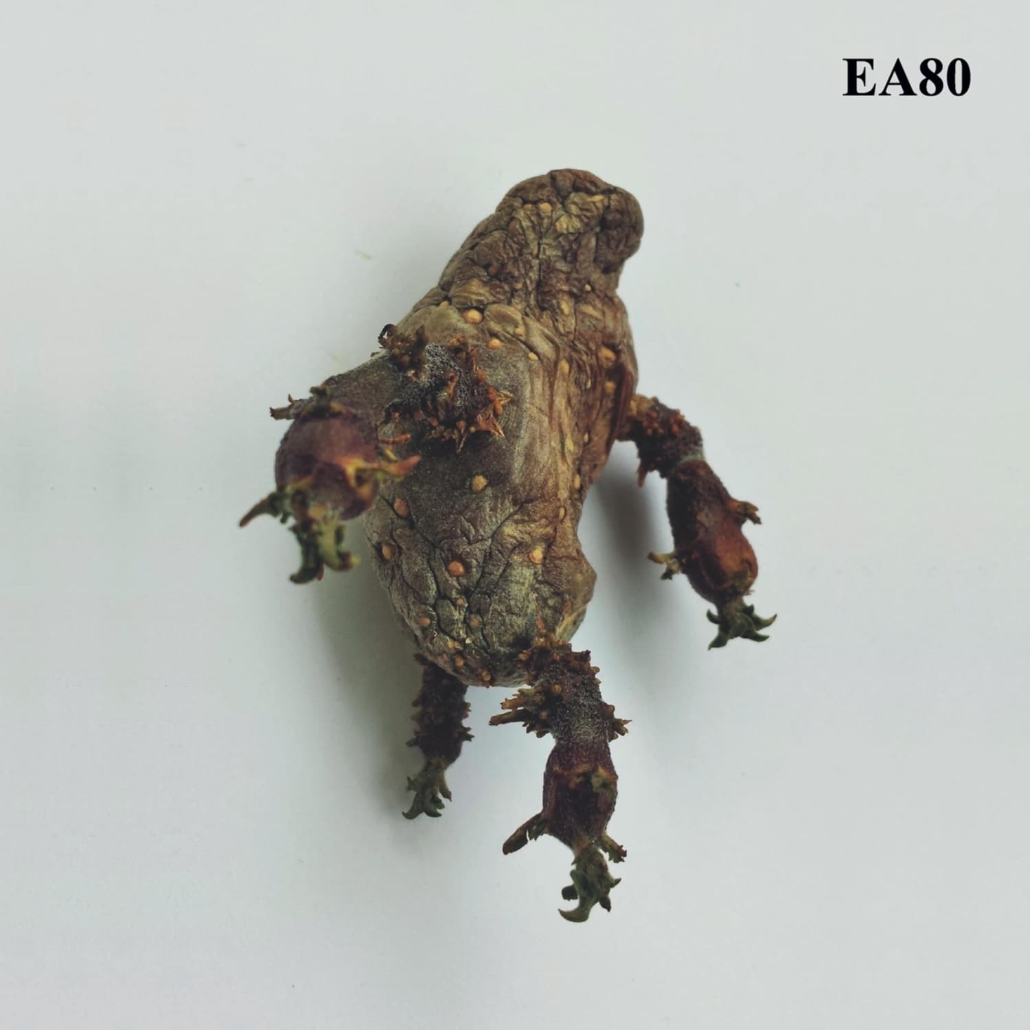 Ea 80 - SINGLE 