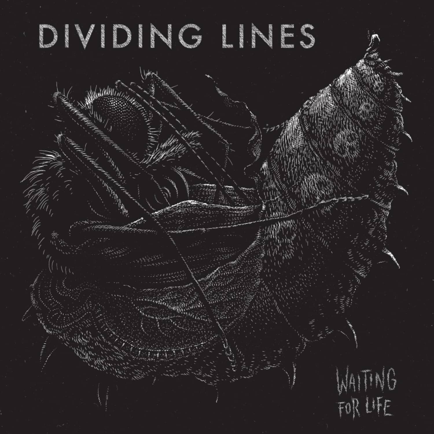Dividing Lines - WAITING FOR LIFE 