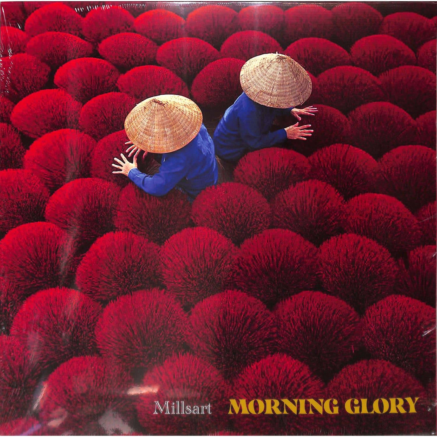 Millsart - MORNING GLORY