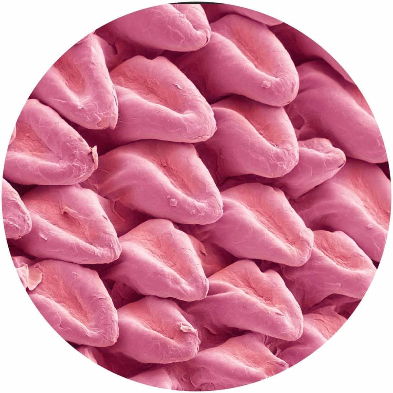 Various Artists - EXPANSIONS VA