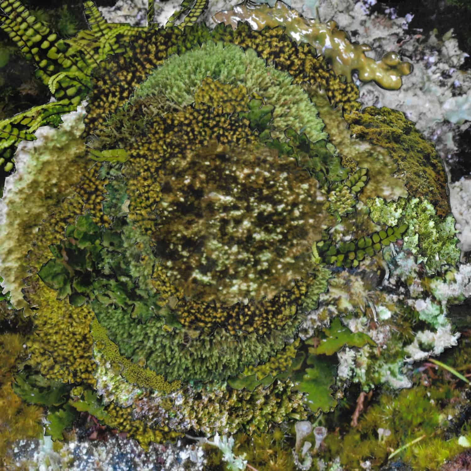 Kinzua - NEVER FRET, NEVER FAIL EP