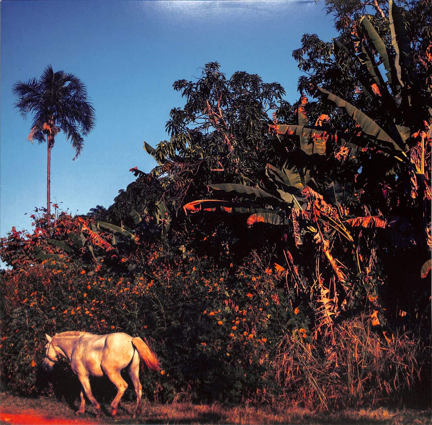 Jogada - CAVALO