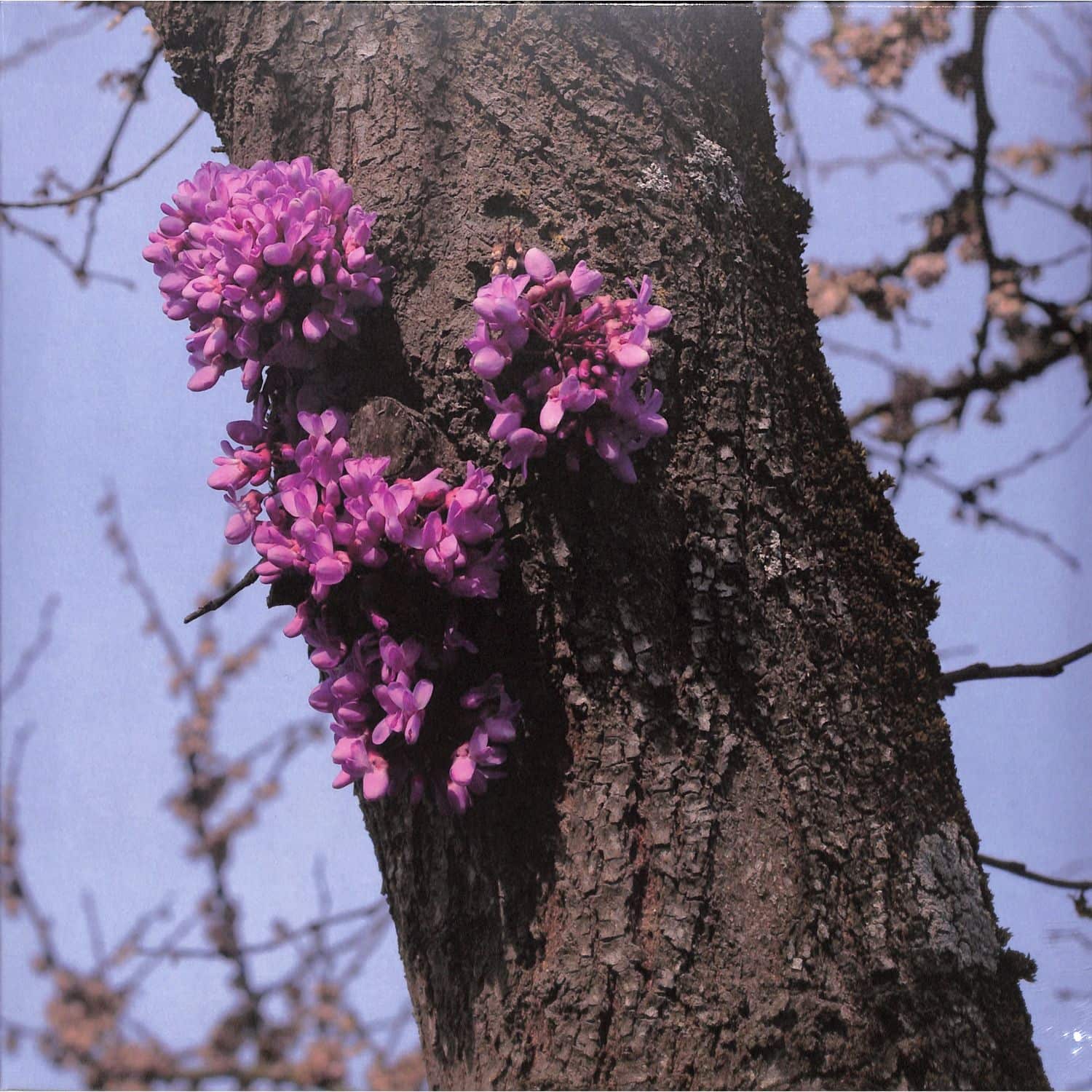 Duval Timothy - MEETING WITH A JUDAS TREE