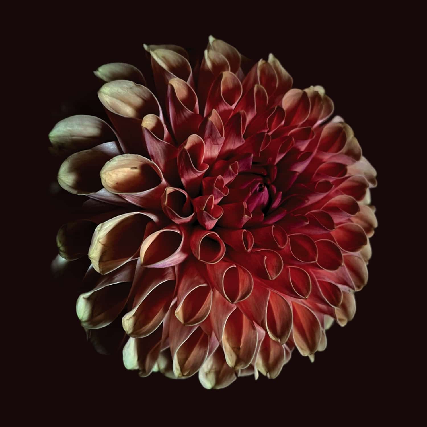 Jessica Moss - UNFOLDING 