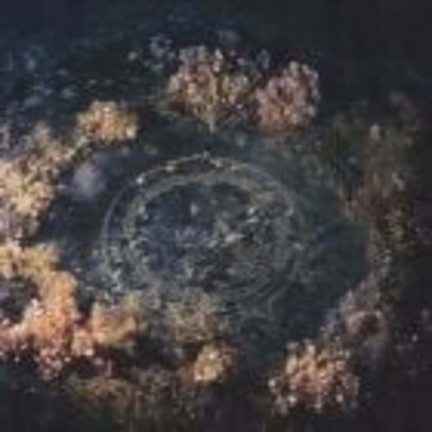 Joline Scheffler - VESICA PISCIS