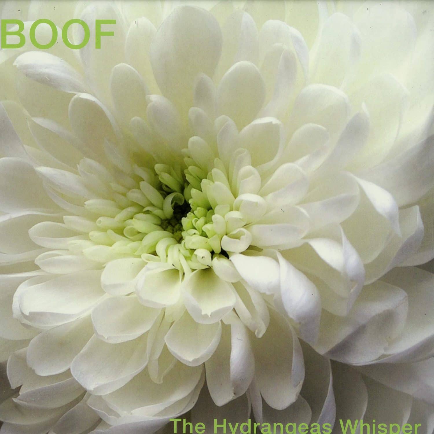 Boof - THE HYDRANGEAS WHISPER 