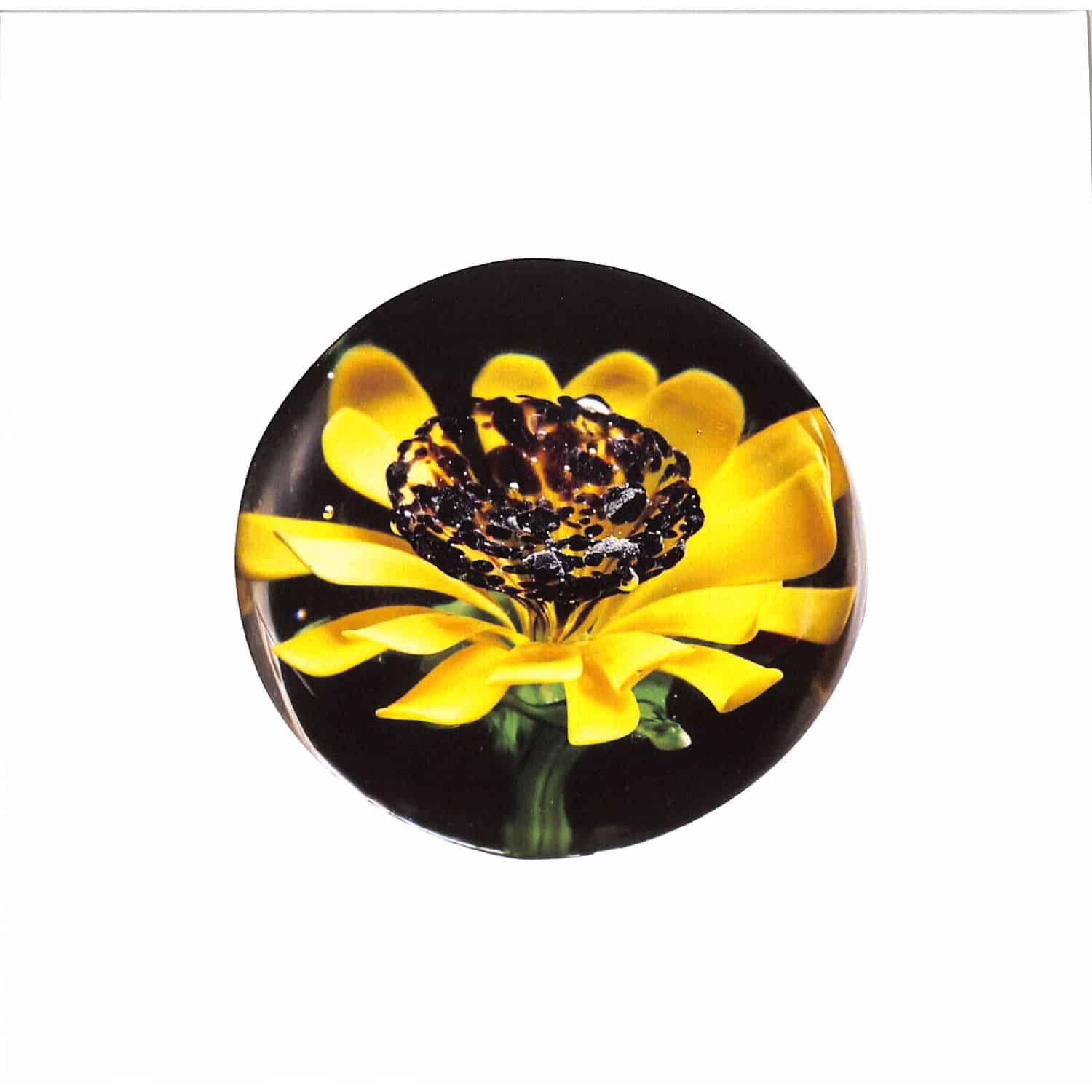 Sunflower Aquarium - UNTITLED 