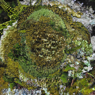 Back View : Kinzua - NEVER FRET, NEVER FAIL EP - Confusion Is Next To Happiness / CINTH002