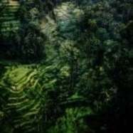 Back View : Antigone - NO COUNTRY FOR OLD MEN - Tssrct / TSSRCT03