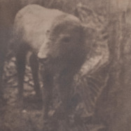 Front View : Gustav Kemps - LONESOME FOR A STORM (TAPE / CASSETTE) - Motion Ward / MWT006