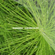 Front View : Randweg - EQUISETALES (LP) - Funken / Funken001