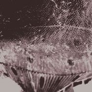 Front View : Mark IJzerman - FLOUNDER MAPS (LP) -  Le Pacifique records, Anterior Insula / PCFQ-HT03 