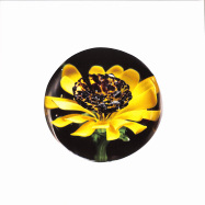 Front View : Sunflower Aquarium - UNTITLED (LP) - Paper-Cuts / PCLTD07
